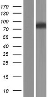 ls051057 wdpcp human over expression lysates nm 015910 wb testing 2