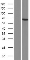 SPG3A (ATL1) Human Over-expression Lysates NM_015915