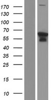 SPG3A (ATL1) Human Over-expression Lysates NM_181598