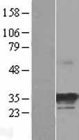 ls051070 nosip human over expression lysates nm 015953 wb testing 1