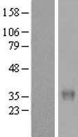 MEMO1 Human Over-expression Lysates NM_015955
