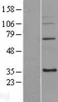 ls051073 mrpl4 human over expression lysates nm 146387 wb testing 2