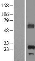 ls051074 apip human over expression lysates nm 015957 wb testing 1