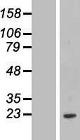 ls051077 fcf1 human over expression lysates nm 015962 wb testing 1