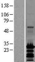 ls051079 grim19 ndufa13 human over expression lysates nm 015965 wb testing 1