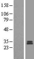 MRPS7 Human Over-expression Lysates NM_015971
