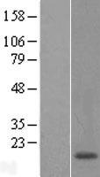 POLR1D Human Over-expression Lysates NM_152705