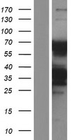 ls051088 klhl5 human over expression lysates nm 199039 wb testing 1