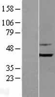 Bif (SH3GLB1) Human Over-expression Lysates NM_016009