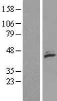 MECR Human Over-expression Lysates NM_016011