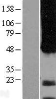 ls051107 aph1a human over expression lysates nm 001077628 wb testing 1