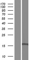 GOLGA7 Human Over-expression Lysates NM_001174124