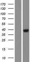 Angiopoietin like 4 (ANGPTL4) Human Over-expression Lysates NM_001039667