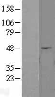 Angiopoietin like 4 (ANGPTL4) Human Over-expression Lysates NM_139314