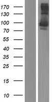 ls051133 kctd3 human over expression lysates nm 016121 wb testing 1