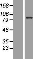 ls051134 ccdc41 cep83 human over expression lysates nm 001042399 wb testing 2