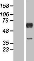 Cytoplasmic dynein 1 light intermediate chain 1 (DYNC1LI1) Human Over-expression Lysates NM_016141