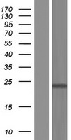 ING4 Human Over-expression Lysates NM_001127586