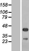 ls051149 c5orf45 mrnip human over expression lysates nm 016175 wb testing 1