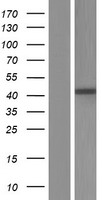SDF4 Human Over-expression Lysates NM_016176