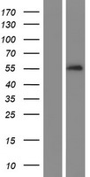 ls051156 serpina10 human over expression lysates nm 001100607 wb testing 2