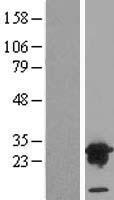 ls051160 vps28 human over expression lysates nm 016208 wb testing 1