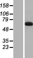 DBR1 Human Over-expression Lysates NM_016216