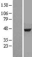 Aminoadipate aminotransferase (AADAT) Human Over-expression Lysates NM_182662