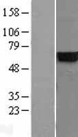 CYB5R4 Human Over-expression Lysates NM_016230
