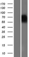 NAGPA Human Over-expression Lysates NM_016256