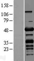PLEKHO1 Human Over-expression Lysates NM_016274