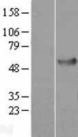 HSPA14 Human Over-expression Lysates NM_016299