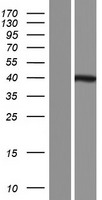 ls051184 gpn3 human over expression lysates nm 001164372 wb testing 2