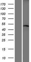 CRBN Human Over-expression Lysates NM_016302