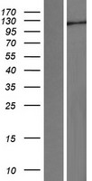 HERC5 Human Over-expression Lysates NM_016323