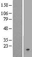 CKLF Human Over-expression Lysates NM_181640