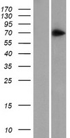 ls051193 znf 639 znf639 human over expression lysates nm 016331 wb testing 1