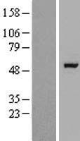 RAPGEFL1 Human Over-expression Lysates NM_016339