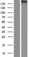 Phospholipase C epsilon 1 (PLCE1) Human Over-expression Lysates NM_016341