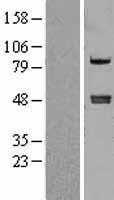 CPA4 Human Over-expression Lysates NM_016352