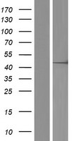DDX47 Human Over-expression Lysates NM_201224