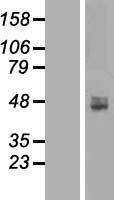 ACP6 Human Over-expression Lysates NM_016361