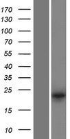 ls051207 dusp13 human over expression lysates nm 016364 wb testing 1