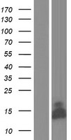 Glutaredoxin 5 (GLRX5) Human Over-expression Lysates NM_016417