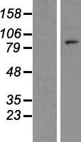 ls051224 eloa2 human over expression lysates nm 016427 wb testing 1