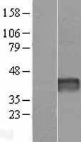 ls051233 drich1 human over expression lysates nm 016449 wb testing 1