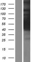 ls051236 c8orf30a hgh1 human over expression lysates nm 016458 wb testing 1