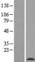 COX16 Human Over-expression Lysates NM_016468