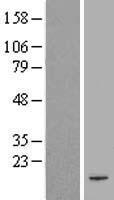 PAIP2 Human Over-expression Lysates NM_016480