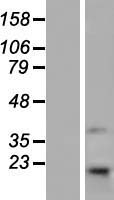 ls051249 tmem69 human over expression lysates nm 016486 wb testing 1